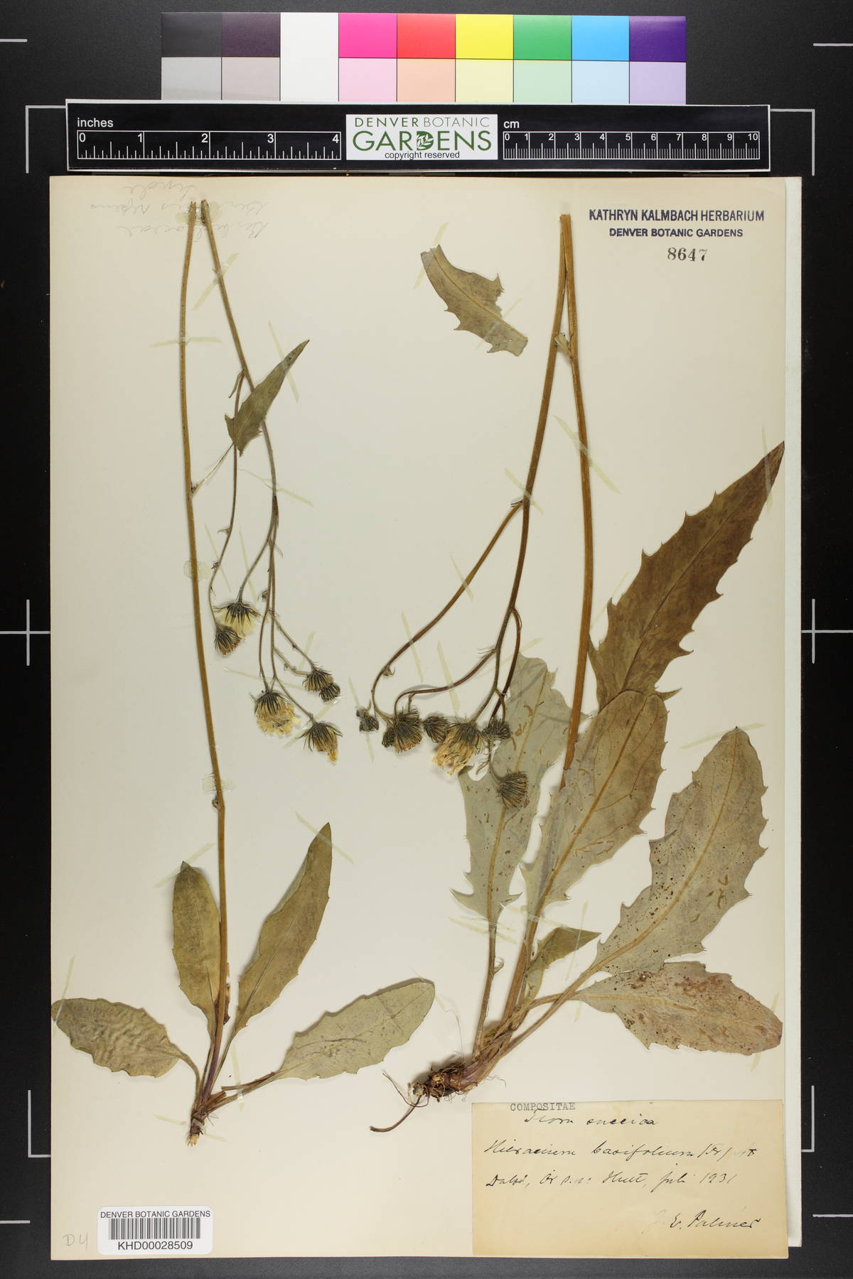 Hieracium caesium subsp. basifolium image