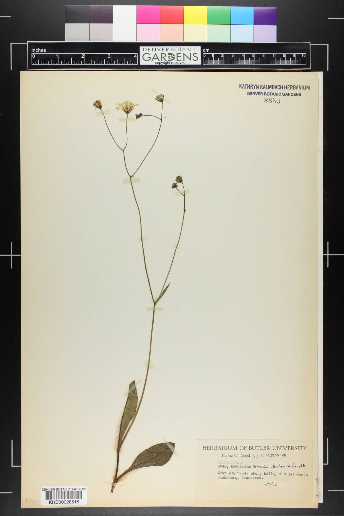 Hieracium greenii image