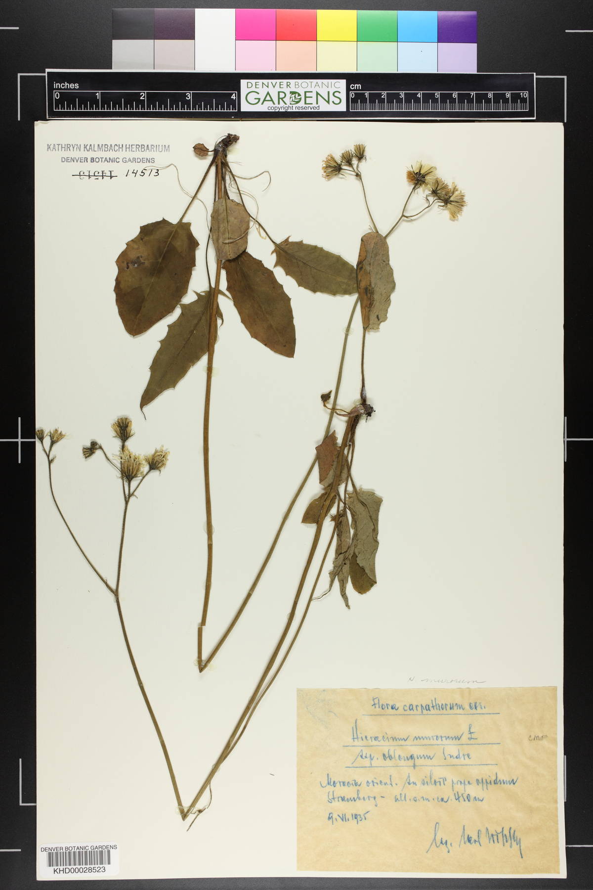 Hieracium murorum subsp. oblongum image