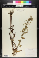 Hieracium paniculatum image