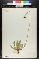 Hieracium praealtum var. decipiens image