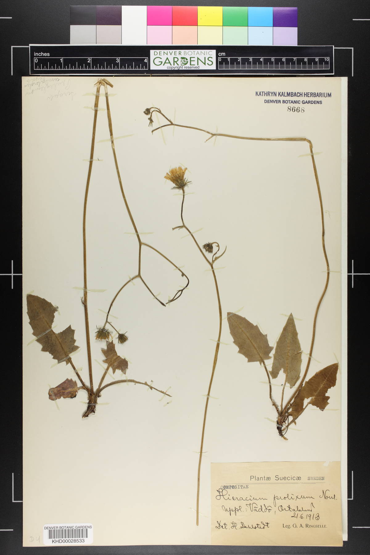 Hieracium bifidum subsp. submaculosum image