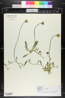 Hieracium tomentosum image