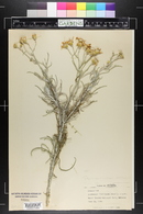 Hymenoxys floribunda image