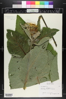 Inula helenium image