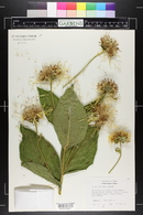 Image of Inula magnifica