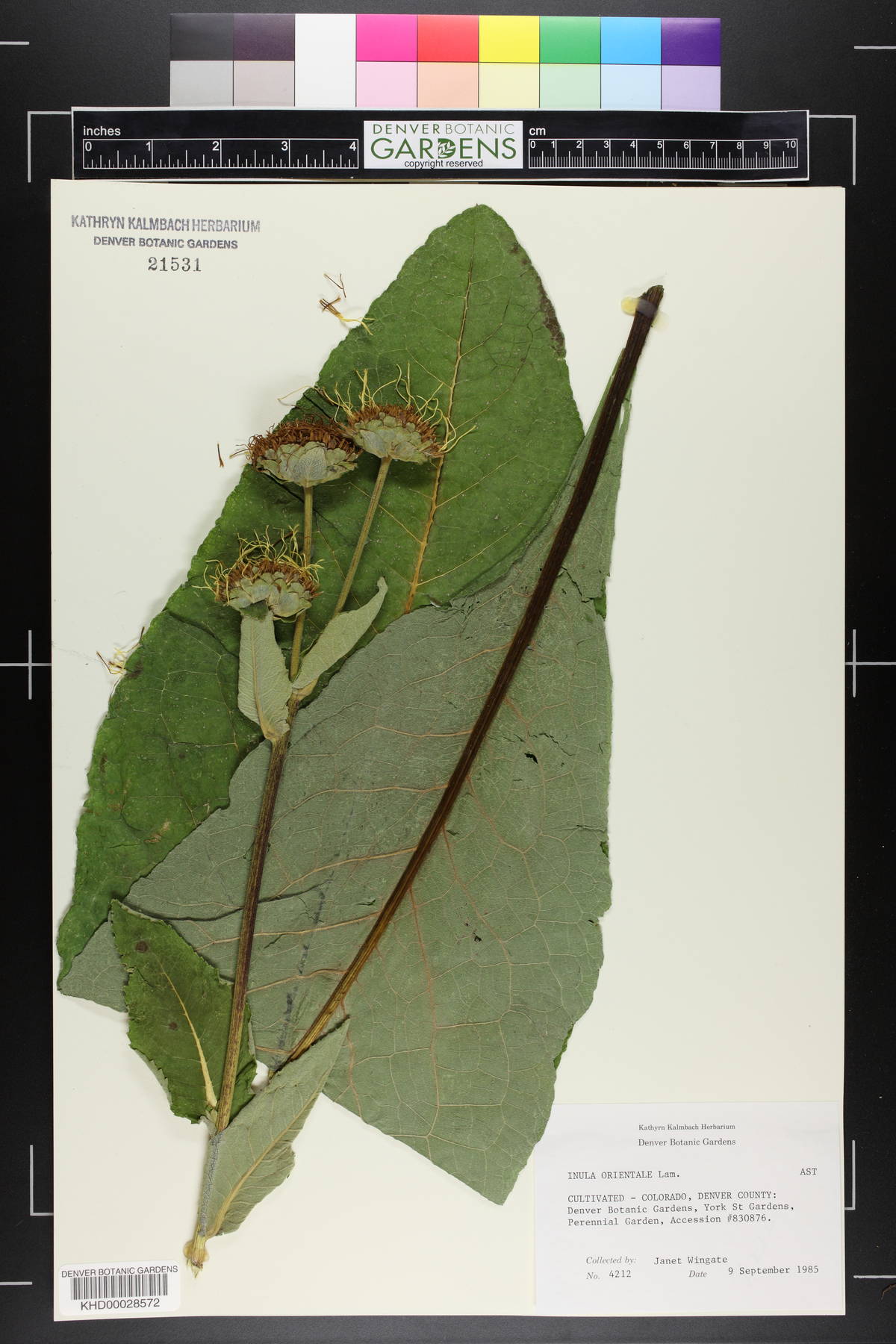 Inula orientalis image