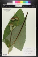 Inula orientalis image