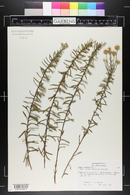 Ionactis linariifolia image