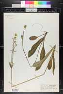 Krigia biflora image