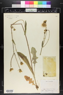 Krigia biflora image