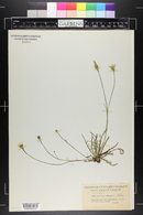 Leontodon autumnalis image