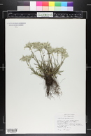 Leontopodium wilsonii image