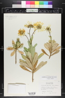 Image of Leucanthemum nipponicum