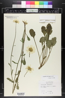 Leucanthemum vulgare image