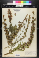 Liatris aspera image