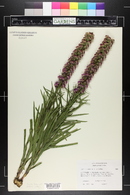 Liatris graminifolia image