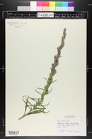 Liatris punctata image