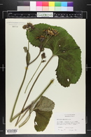 Ligularia hodgsonii image