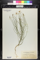 Lygodesmia juncea image