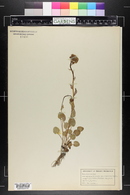 Senecio pseudaureus image