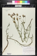 Palafoxia linearis image