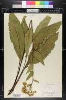 Parthenium integrifolium image