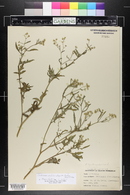 Parthenium confertum image