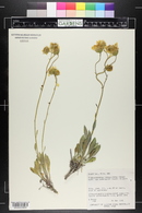 Platyschkuhria integrifolia var. desertorum image