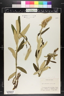 Pterocaulon pycnostachyum image