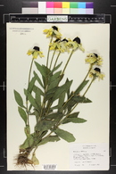 Rudbeckia hirta image