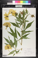 Rudbeckia laciniata var. laciniata image