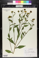 Rudbeckia triloba image