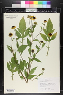 Rudbeckia triloba image