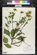 Rudbeckia fulgida image