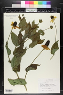 Rudbeckia maxima image