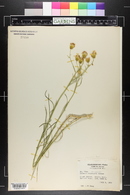 Senecio flaccidus image