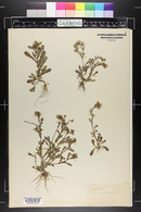 Senecio vulgaris image