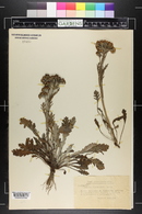 Jacobaea incana subsp. carniolica image