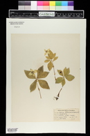 Cornus canadensis image