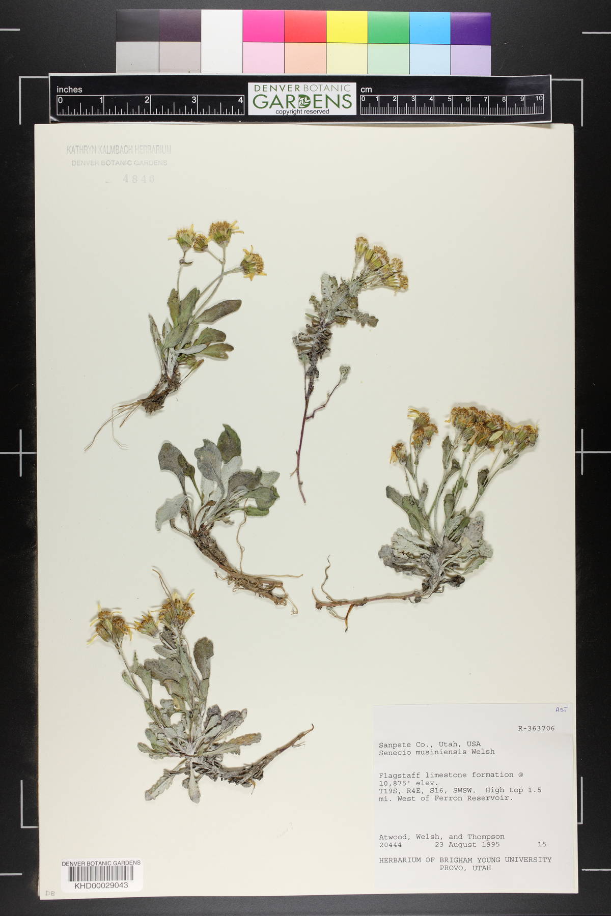 Senecio musiniensis image