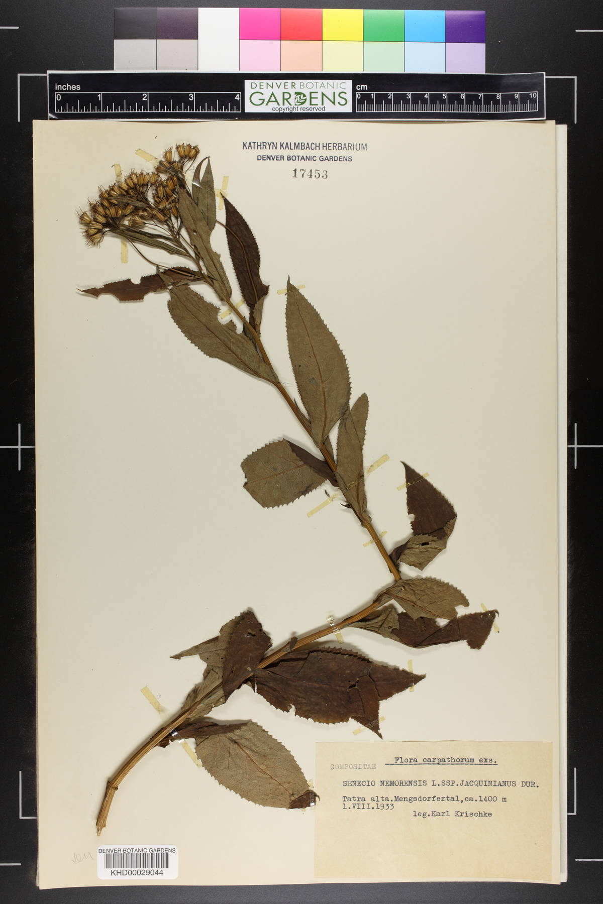 Senecio nemorensis subsp. jacquinianus image