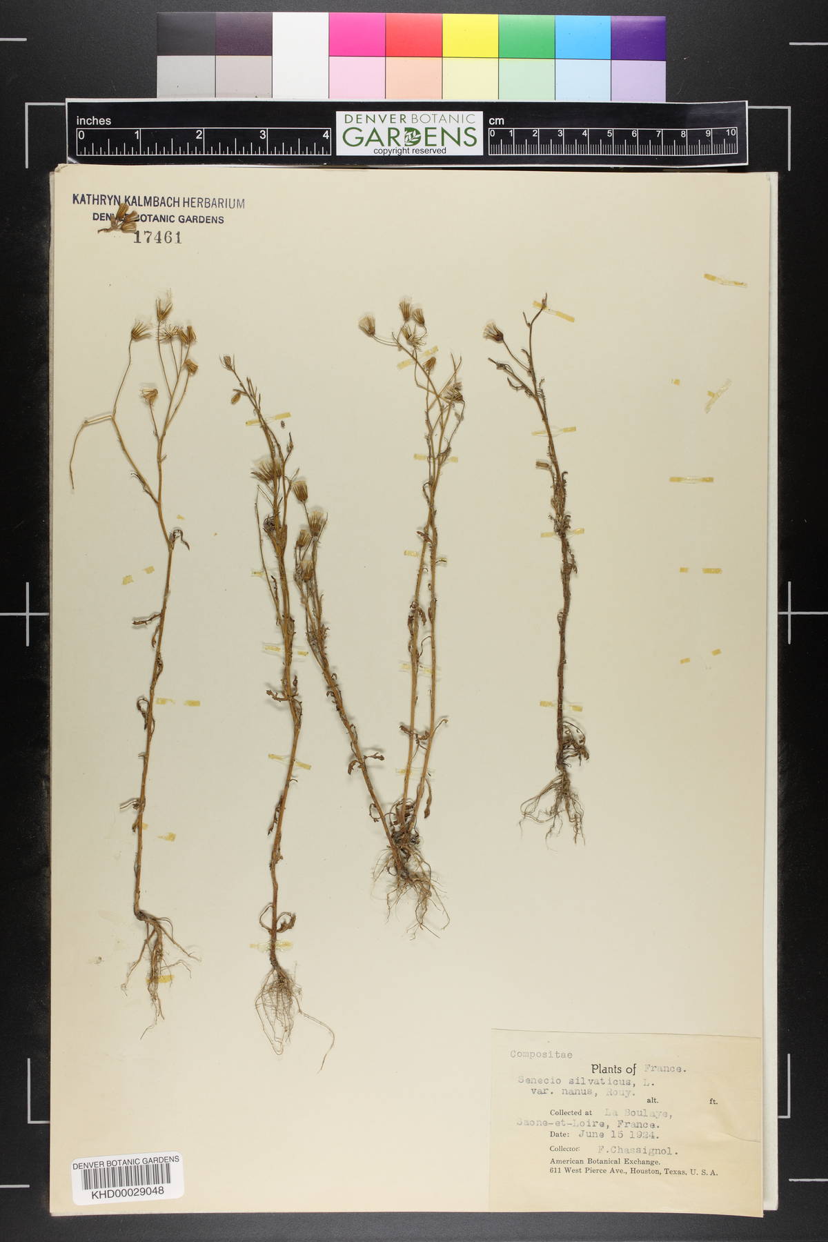 Senecio sylvaticus image