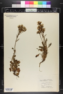 Packera streptanthifolia image