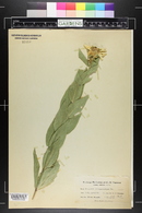 Silphium integrifolium image