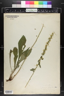 Solidago bicolor image