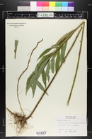 Solidago canadensis image