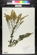 Solidago canadensis var. scabra image