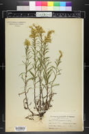 Solidago missouriensis var. fasciculata image