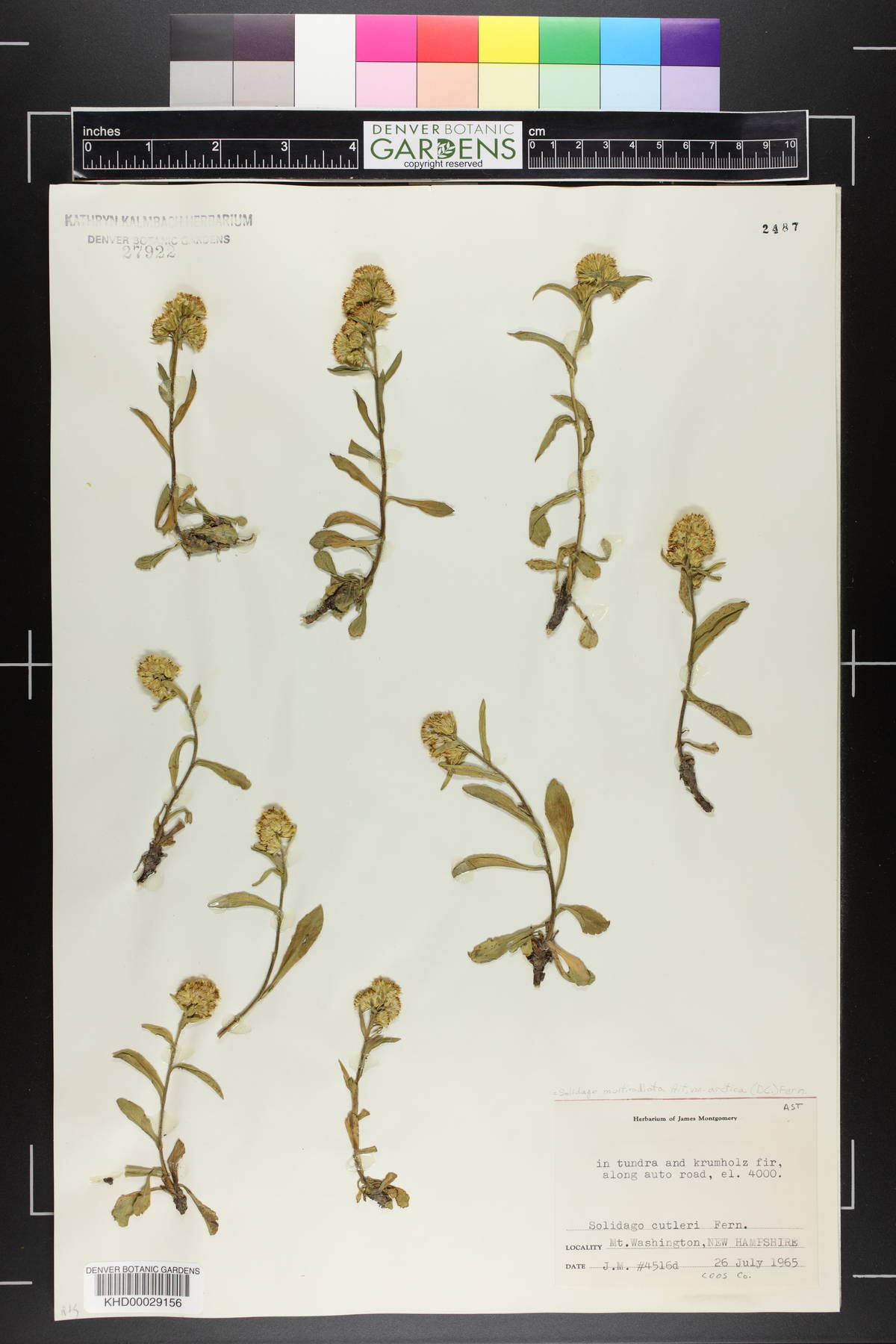 Solidago cutleri image